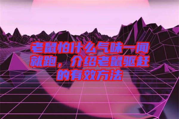 老鼠怕什么氣味一聞就跑，介紹老鼠驅趕的有效方法